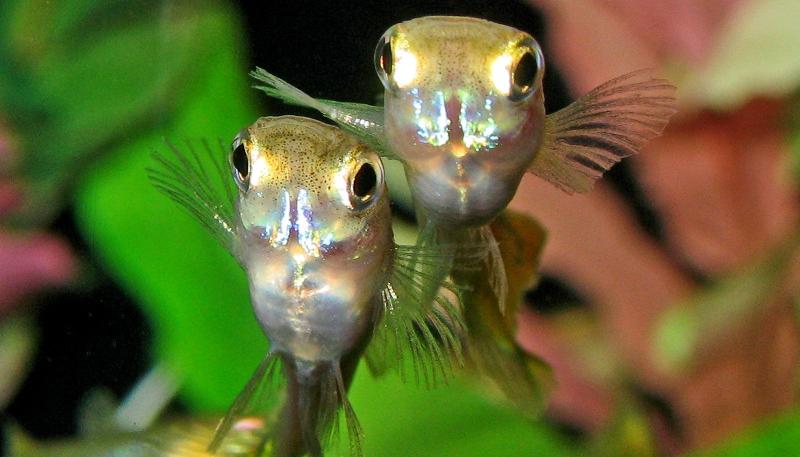 En los laboratorios, existen protocolos para evitar el canibalismo entre los peces.