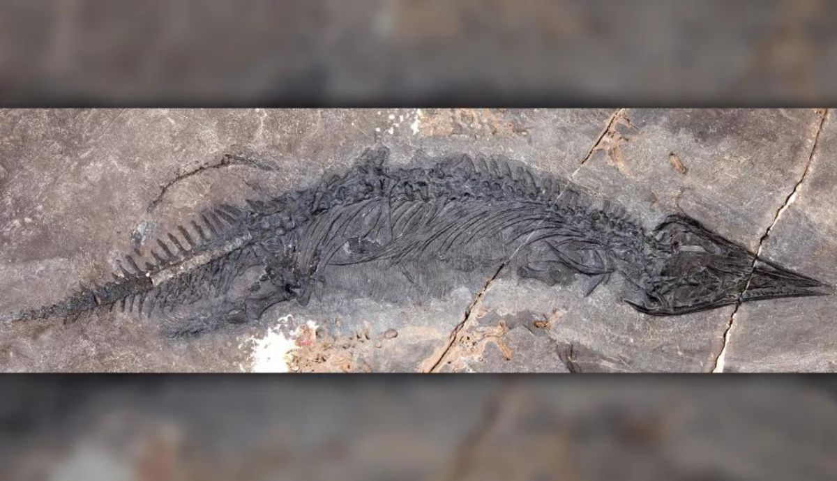 El fósil de talatosaurio que se encontró en el sureste de Alaska.