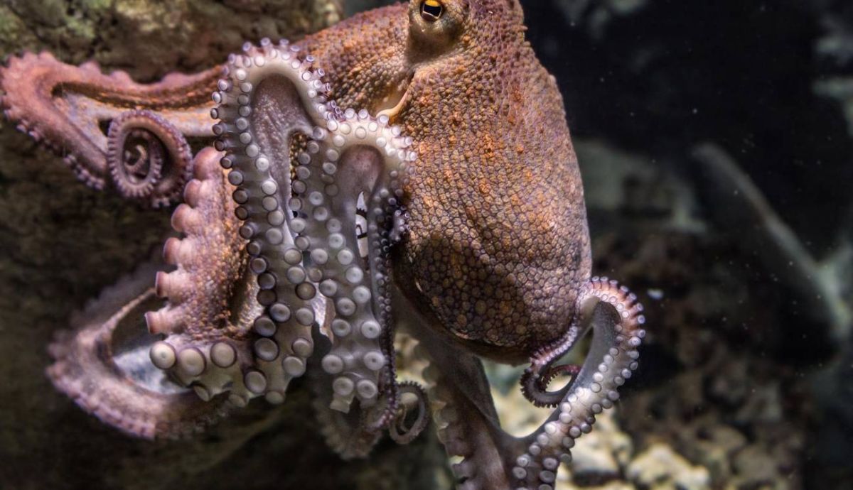 Las bases moleculares de las capacidades cognitivas del pulpo siguen siendo objeto de estudio.