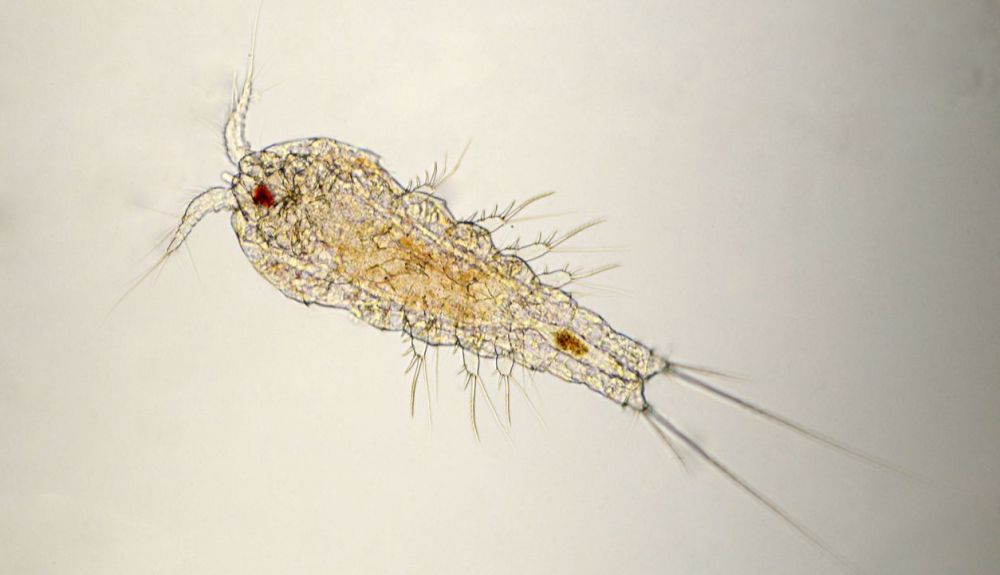 Imagen microscópica de un copépodo de agua dulce Imagen microscópica de un copépodo de agua dulce