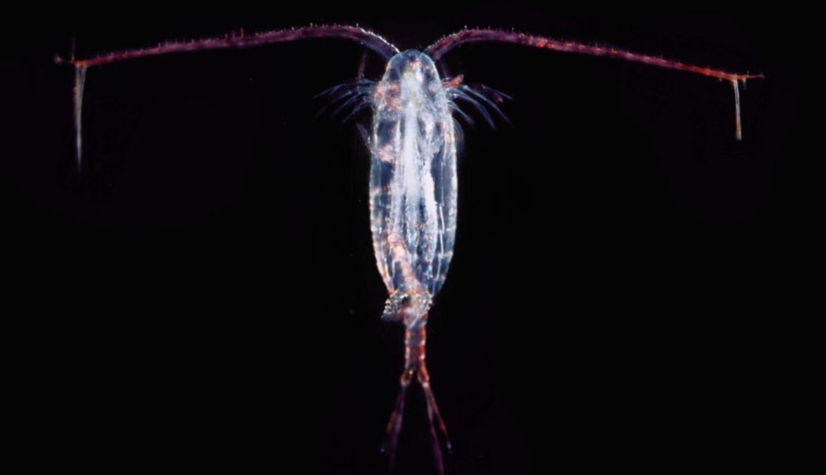 Puede que no lo parezca, pero este pequeño copépodo es el animal más fuerte del mundo.