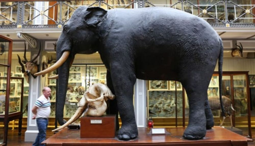 Un elefante en el Museo de Historia Natural. Un elefante en el Museo de Historia Natural.