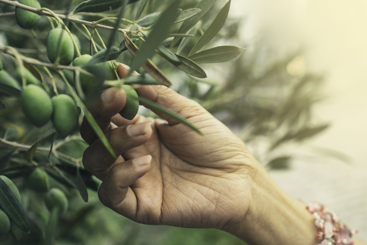 Los biólogos podrían usar el estrés de las plantas para mejorar los cultivos.