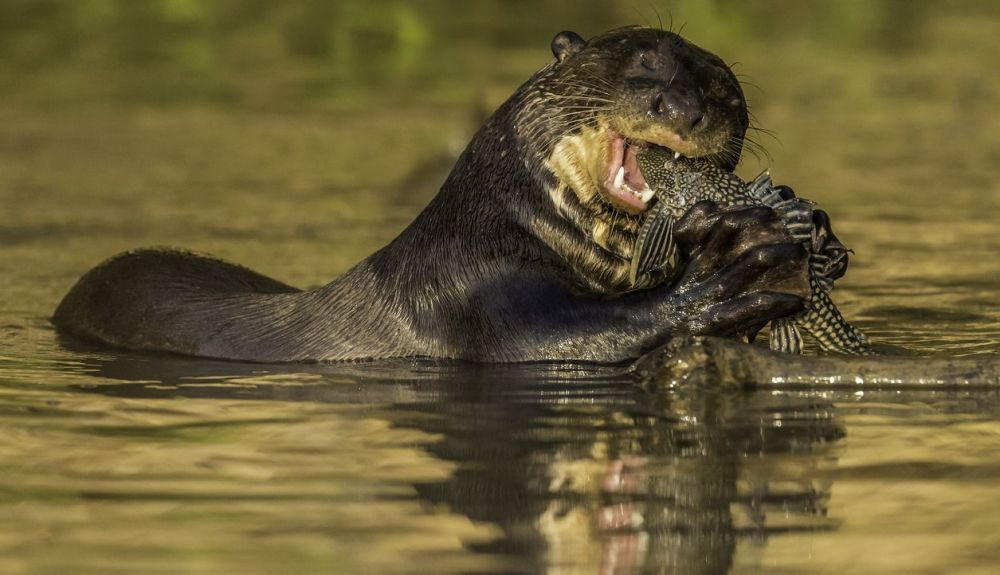 La nutria gigante se avistó en el río Bermejo, en el Parque Nacional El Impenetrable. La nutria gigante se avistó en el río Bermejo, en el Parque Nacional El Impenetrable.