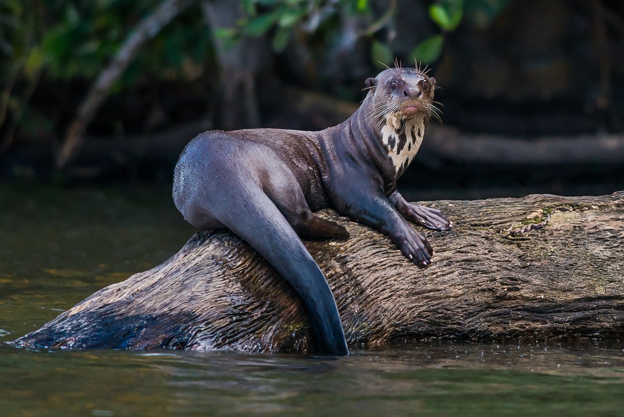La nutria gigante de río ejerce una influencia reguladora en el ecosistema acuático.