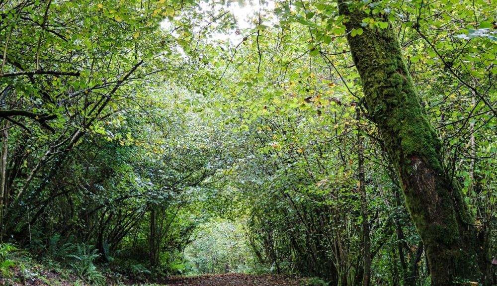 Valorar la naturaleza sobre la base de los precios de mercado está contribuyendo a la actual crisis de biodiversidad.