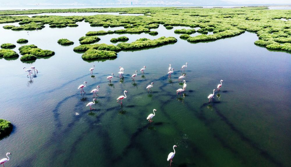 Un informe de 2019 señala que la explotación de la vida silvestre es uno de los mayores impulsores de la pérdida de biodiversidad. Un informe de 2019 señala que la explotación de la vida silvestre es uno de los mayores impulsores de la pérdida de biodiversidad.