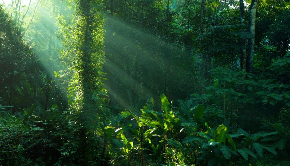 Los datos son especialmente escasos sobre el uso de plantas y árboles silvestres. Los datos son especialmente escasos sobre el uso de plantas y árboles silvestres.