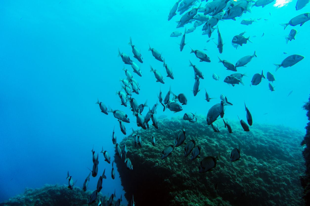 La humanidad depende de 7.500 especies de peces e invertebrados acuáticos.