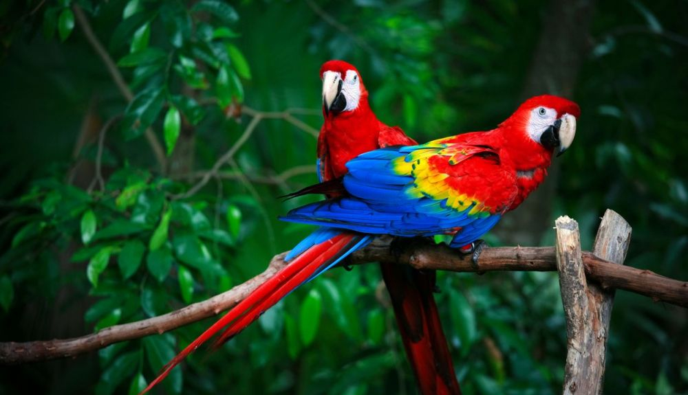 Los loros son las aves que tienen un cerebro mayor en relación al cuerpo. Los loros son las aves que tienen un cerebro mayor en relación al cuerpo.