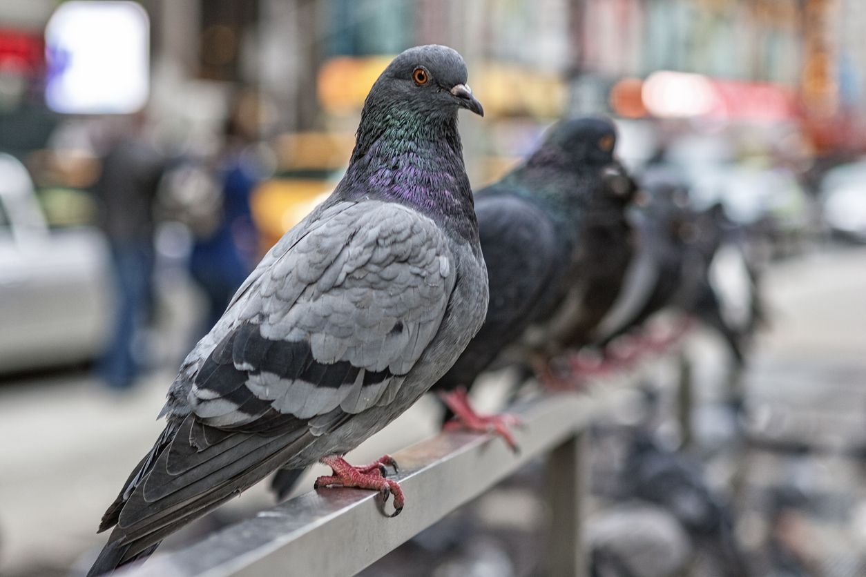 Las palomas son uno de los animales que se han estudiado.
