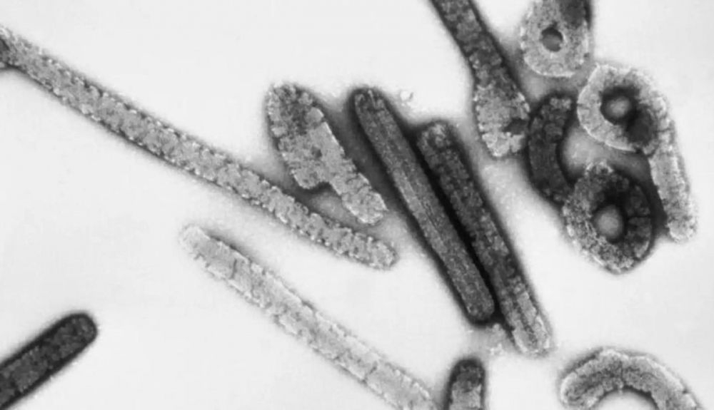 La enfermedad de Marburgo se debe a un virus zoonótico de la misma familia que el Ébola.