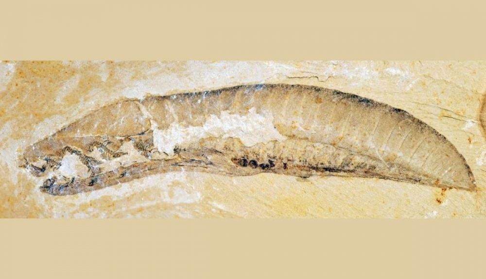 Fósil entero de un yunnanozoo. (2)