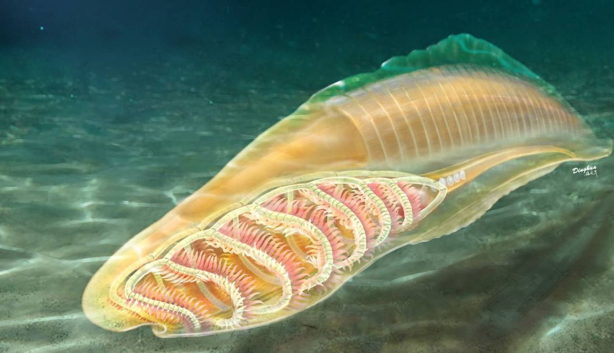 Reconstrucción artística del yunnanozoo. El dibujo muestra el esqueleto de la especie.