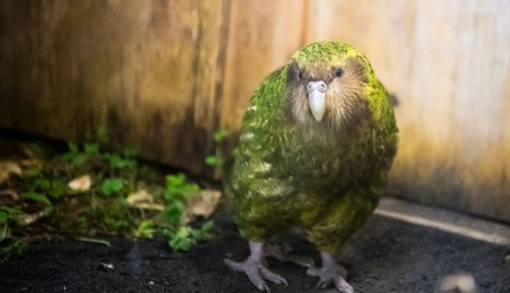 Solo quedan 200 ejemplares de kakapo. Solo quedan 200 ejemplares de kakapo.