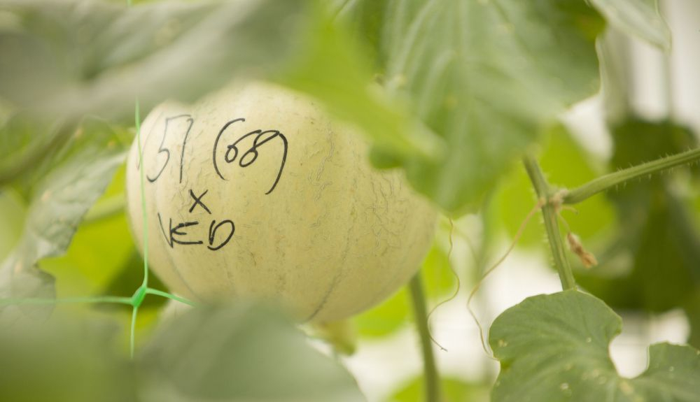 Un melón de cantalupo aún en la planta. Un melón de cantalupo aún en la planta.