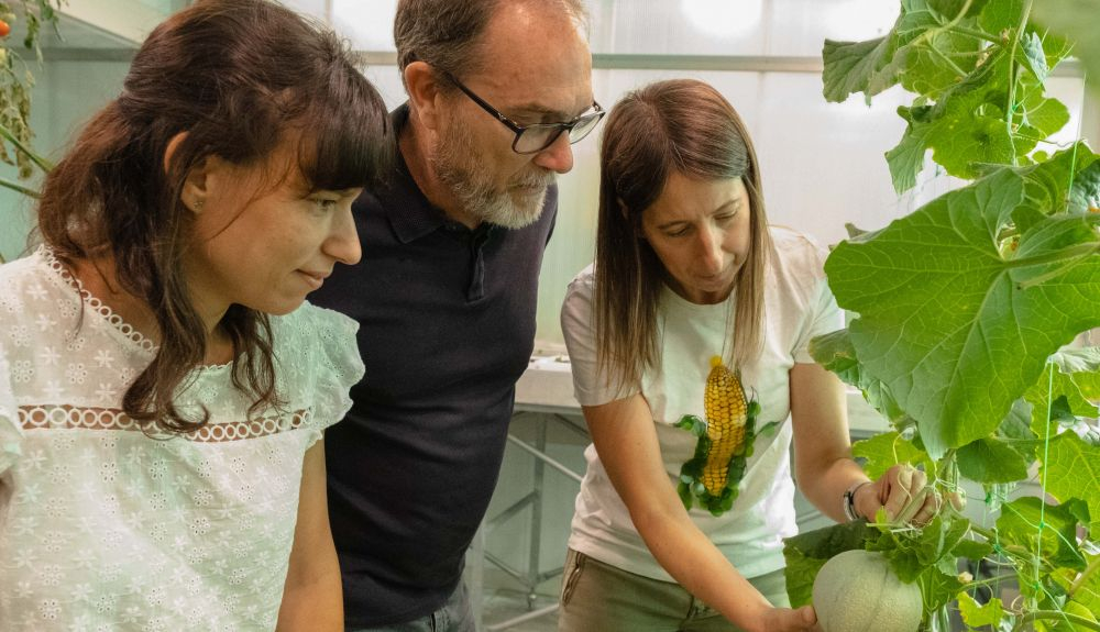 Los investigadores con un melón cantalupo (de izquierda a derecha, Andrea Giordano, Jordi Garcia Mas y Marta Pujol). Los investigadores con un melón cantalupo (de izquierda a derecha, Andrea Giordano, Jordi Garcia Mas y Marta Pujol).