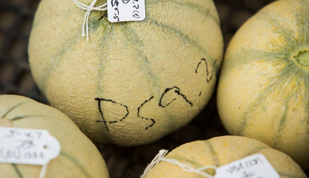 Melones de cantalupo estudiados en el laboratorio. Melones de cantalupo estudiados en el laboratorio.