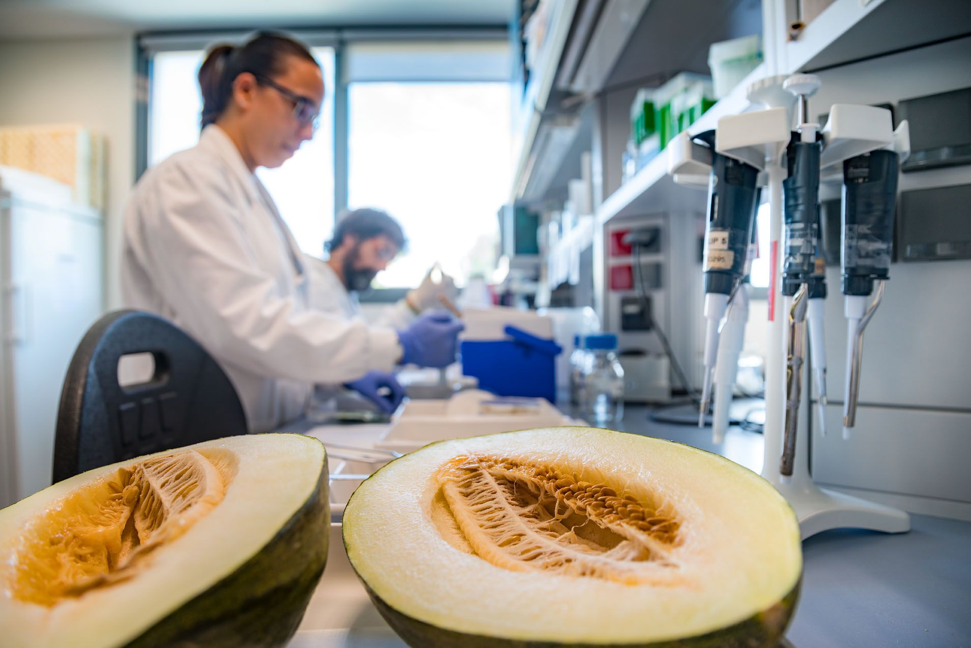 Investigadores trabajando en este estudio sobre el melón.