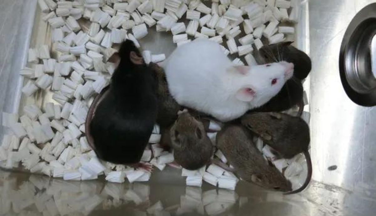 Dorami, el ratón negro de la izquierda, el primer ratón clonado de células de piel liofilizadas y su descendencia.
