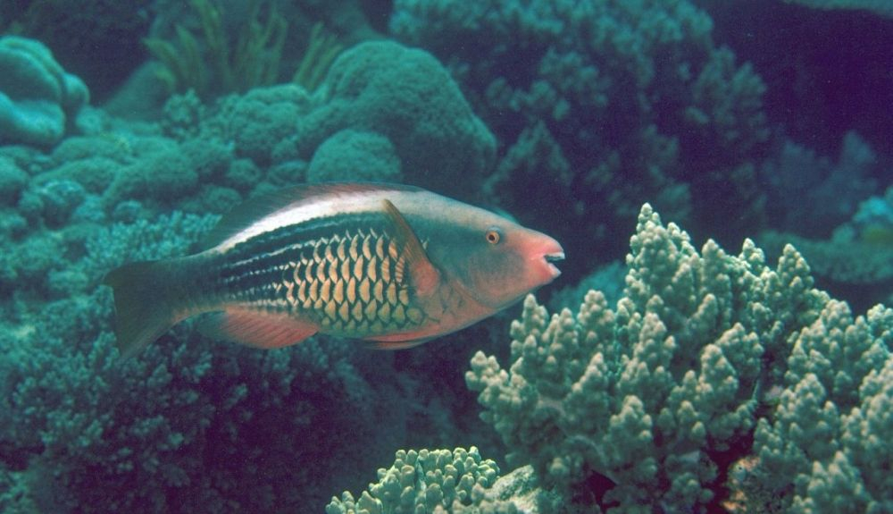 Los peces loro ayudan a la recuperación de los corales. Los peces loro ayudan a la recuperación de los corales.