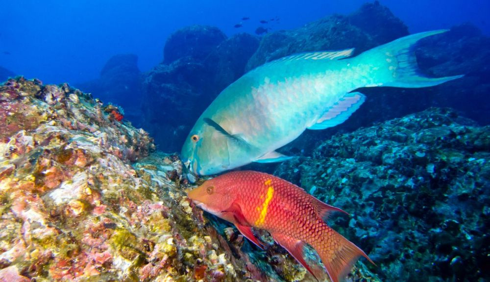 Es posible escuchar bajo el agua el crujido distintivo de algunos tipos de peces loro mientras mastican coral. Es posible escuchar bajo el agua el crujido distintivo de algunos tipos de peces loro mientras mastican coral.