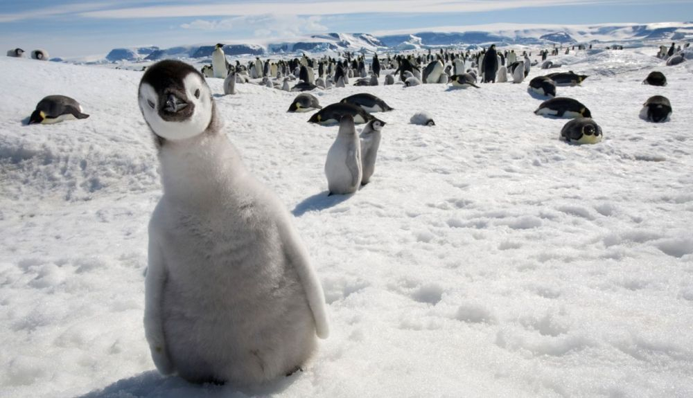 Los pingüinos son una de las familias de aves más especializadas que existen en la actualidad. Los pingüinos son una de las familias de aves más especializadas que existen en la actualidad.