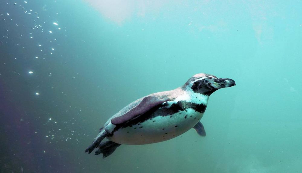 Con el tiempo, los pingüinos han desarrollado características corporales altamente especializadas para el ambiente acuático. Con el tiempo, los pingüinos han desarrollado características corporales altamente especializadas para el ambiente acuático.
