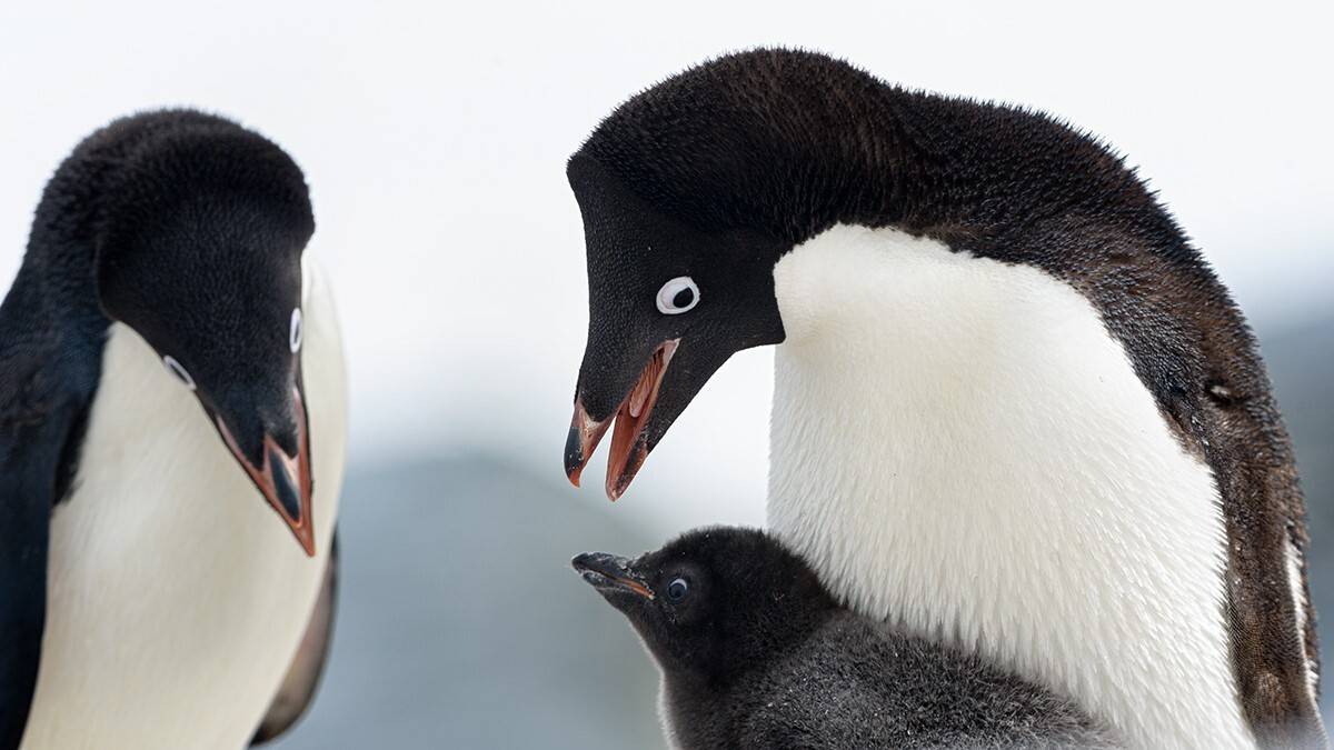 Pingüinos de Adelia (Pygoscelis adeliae).