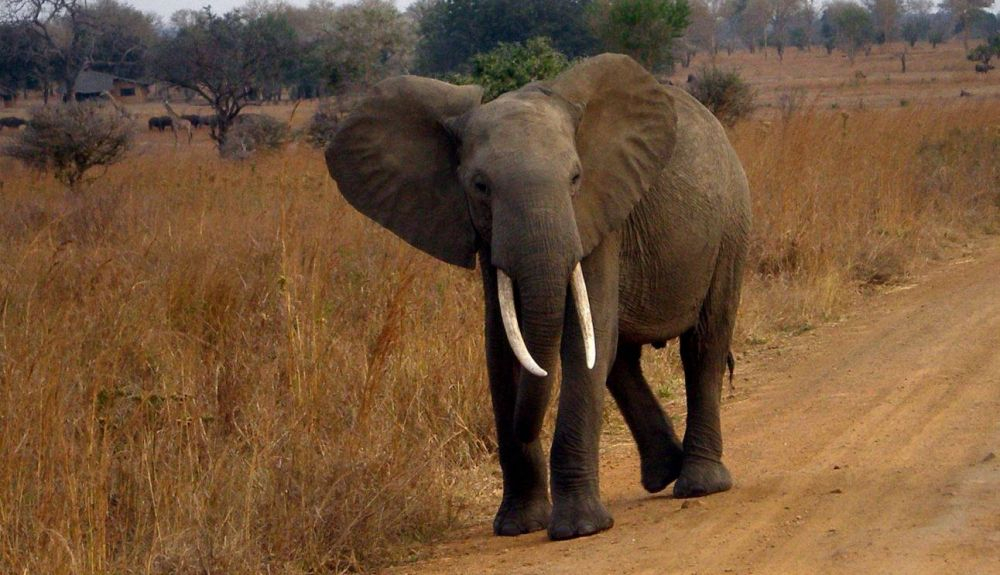 Un elefante africano en Tanzania