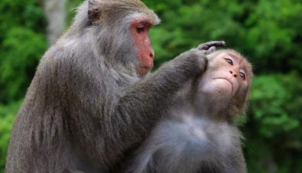 Estre macaco es Estre macaco es