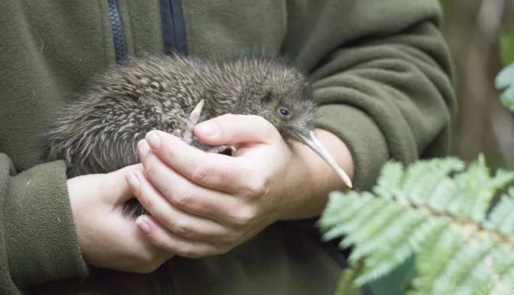 Este animal es endémico de Nueva Zelanda. Este animal es endémico de Nueva Zelanda.