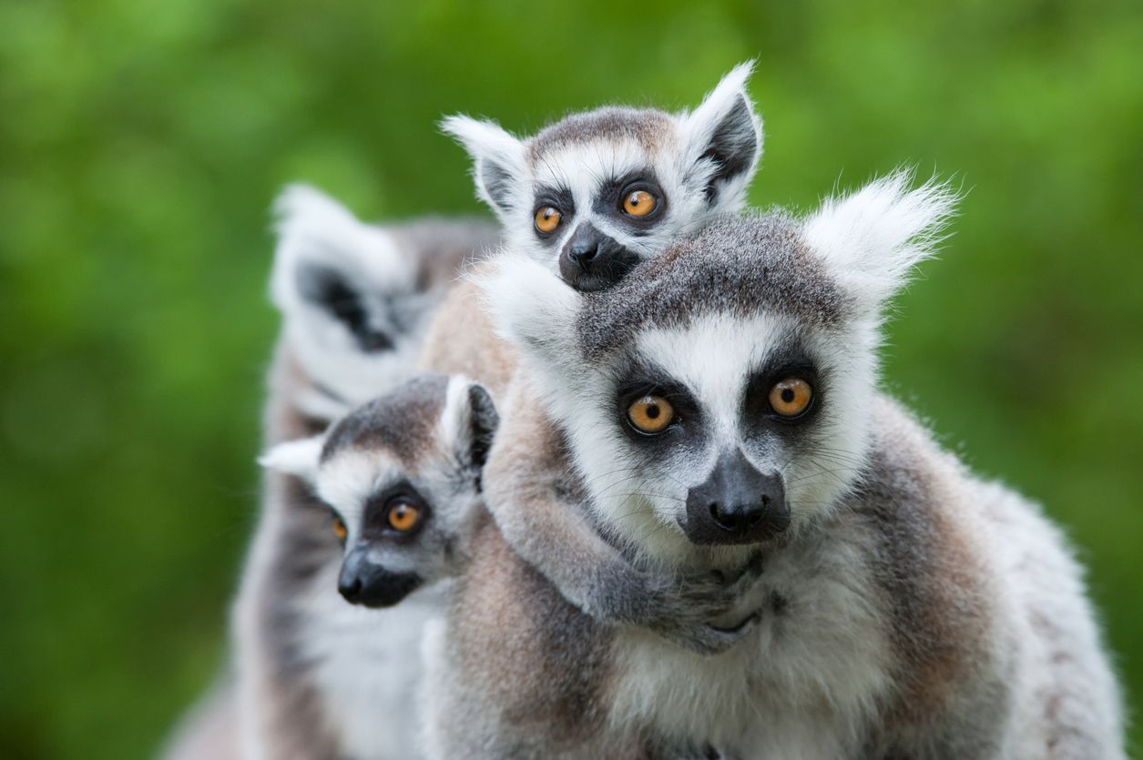 El lémur es uno de los animales endémicos de Madagascar,