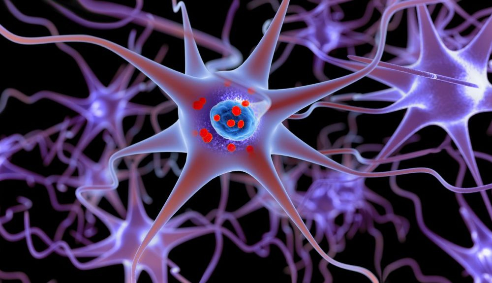 La autofagia está implicada en multitud de enfermedades, espoecialmente en las neurodegenerativas. La autofagia está implicada en multitud de enfermedades, espoecialmente en las neurodegenerativas.