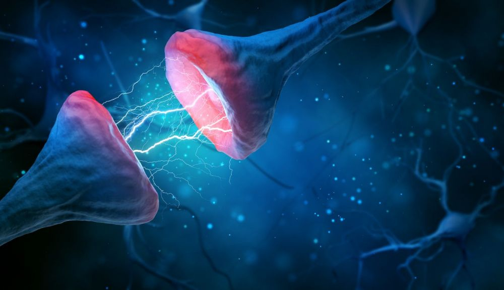 La autofagia es importante también para la formación y eliminación de sinapsis (conexiones neuronales) durante el desarrollo. La autofagia es importante también para la formación y eliminación de sinapsis (conexiones neuronales) durante el desarrollo.