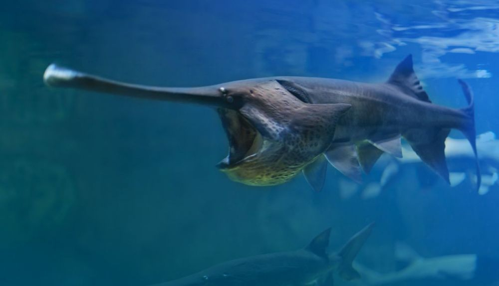 Se ha confirmado la extinción del pez espátula chino (Psephurus gladius). Se ha confirmado la extinción del pez espátula chino (Psephurus gladius).