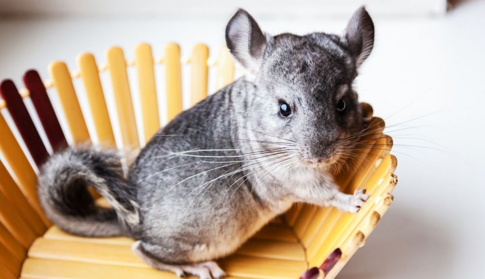 Las chinchillas aparecieron por primera vez hace unos 40 millones de años. Las chinchillas aparecieron por primera vez hace unos 40 millones de años.