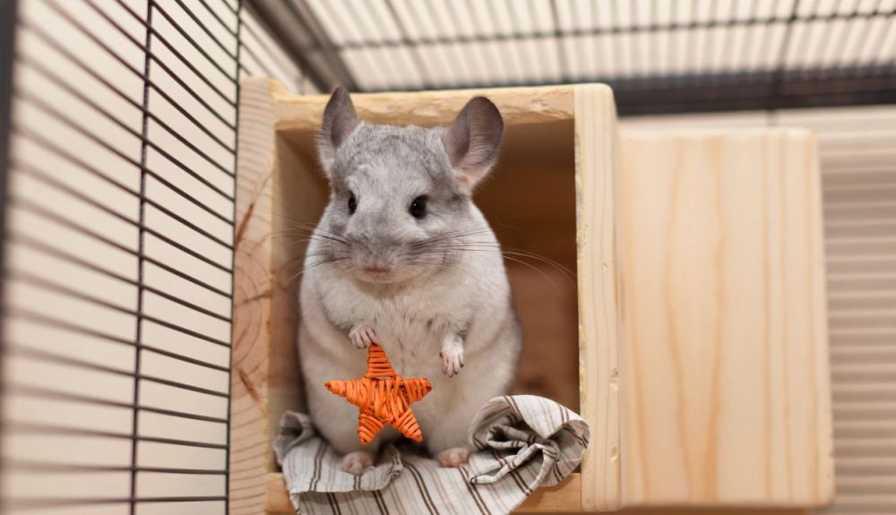 Las chinchillas comen de todo. Las chinchillas comen de todo.