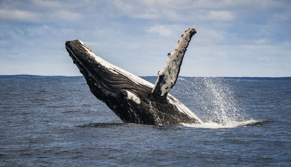 El aprendizaje del canto entre las ballenas jorobadas es similar al de otras especies, como aves y humanos. El aprendizaje del canto entre las ballenas jorobadas es similar al de otras especies, como aves y humanos.