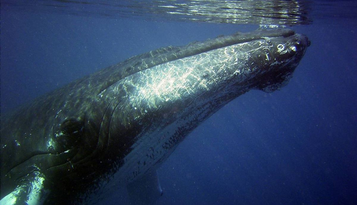 Las ballenas jorobadas pueden aprender rápidamente patrones de canto complejos de los ejemplares de otras poblaciones.