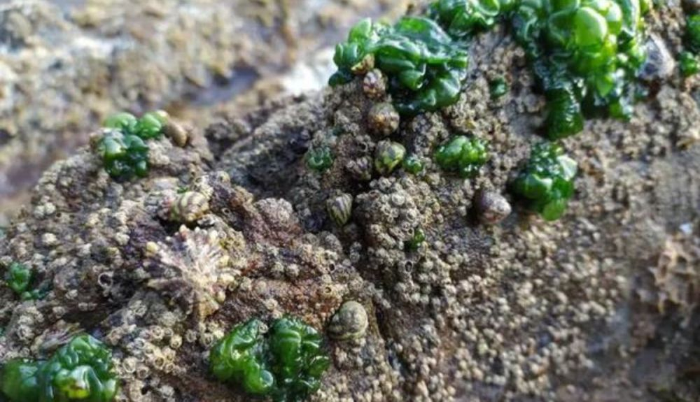 Rivularia sp. es una cianobateria típica en el intermareal superior entre moluscos y los cirrípedos amados por Darwin. Rivularia sp. es una cianobateria típica en el intermareal superior entre moluscos y los cirrípedos amados por Darwin.