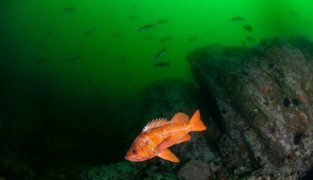 Un pez roca bermellón nadando en la costa de California. Éste es un pariente del longevo pez roca. Un pez roca bermellón nadando en la costa de California. Éste es un pariente del longevo pez roca.