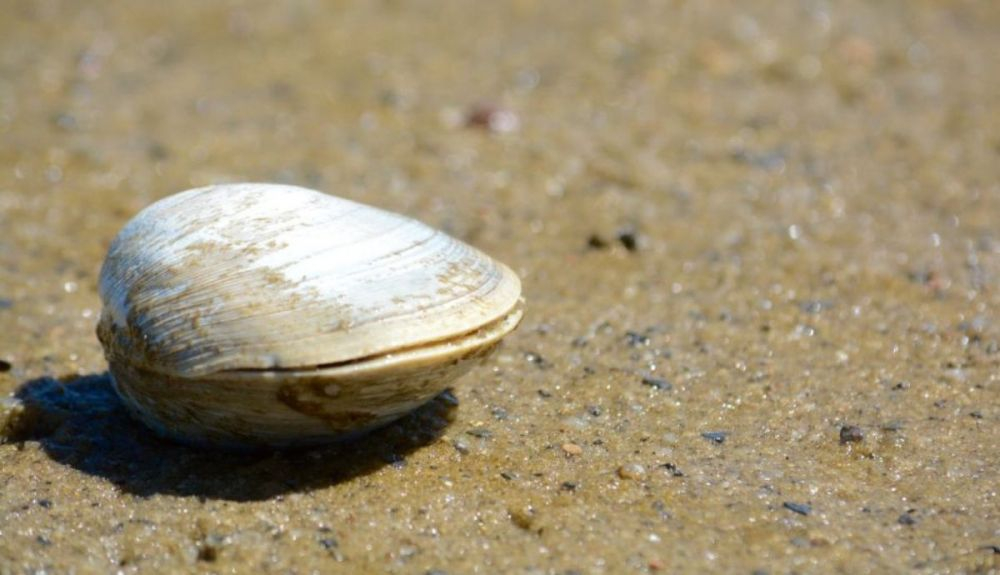 Una almeja quahog en una playa en Cape Cod en Massachusetts. Una almeja quahog en una playa en Cape Cod en Massachusetts.