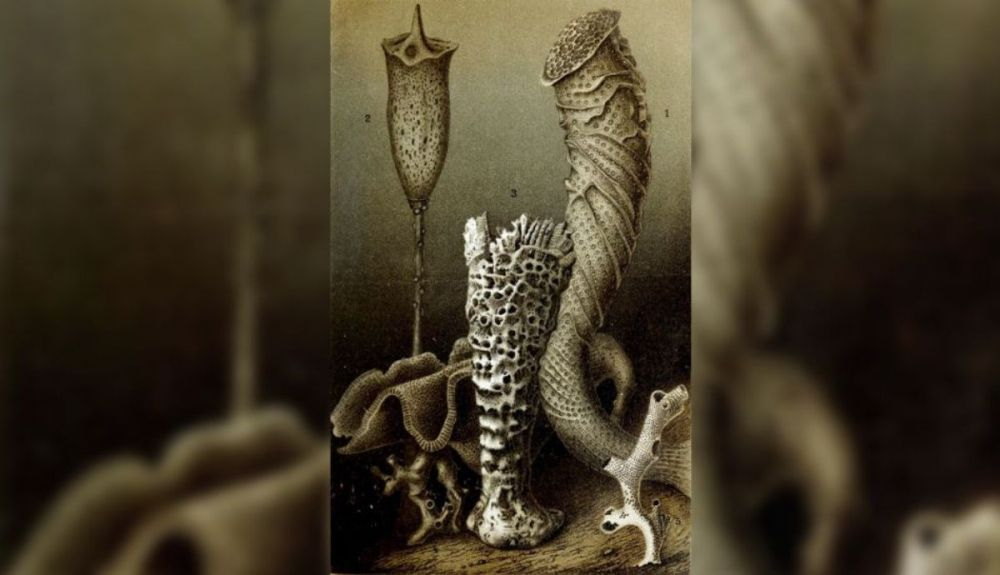 Una ilustración de una esponja de vidrio de la especie Monorhaphis chuni. Una ilustración de una esponja de vidrio de la especie Monorhaphis chuni.