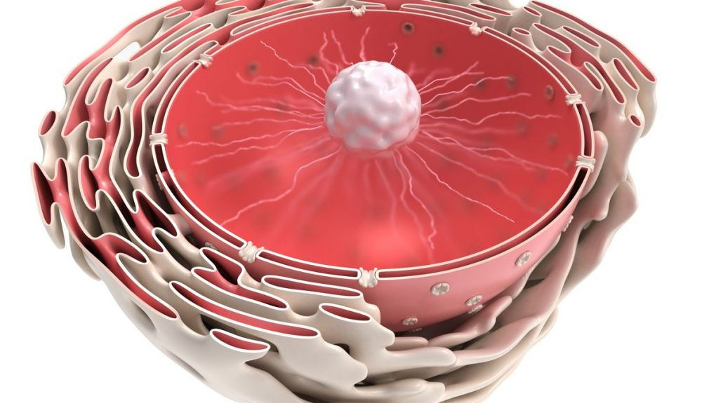 La cromatina protege el ADN del daño y tiene un papel clave en la regulación de los genes.