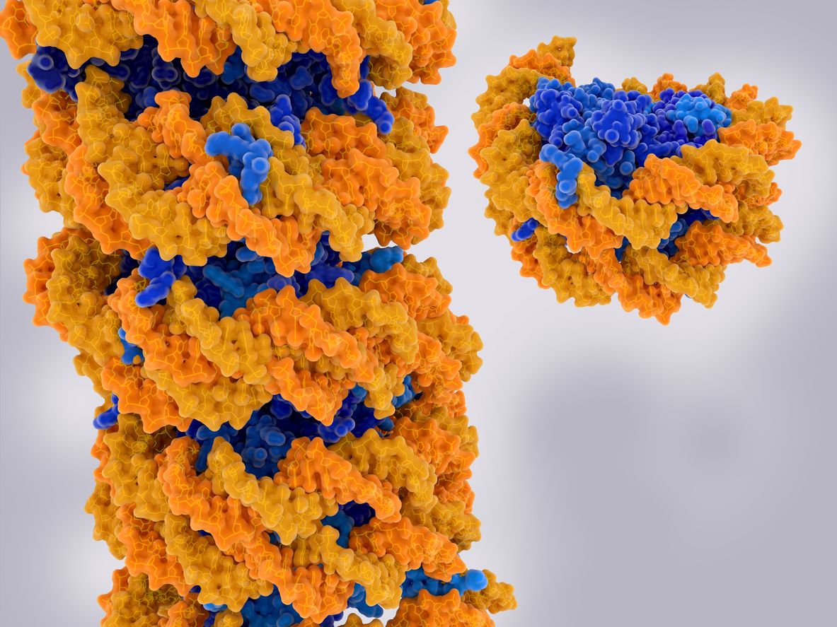 Hebra de cromatina y nucleosoma aislado. ADN (amarillo), histonas (azul).