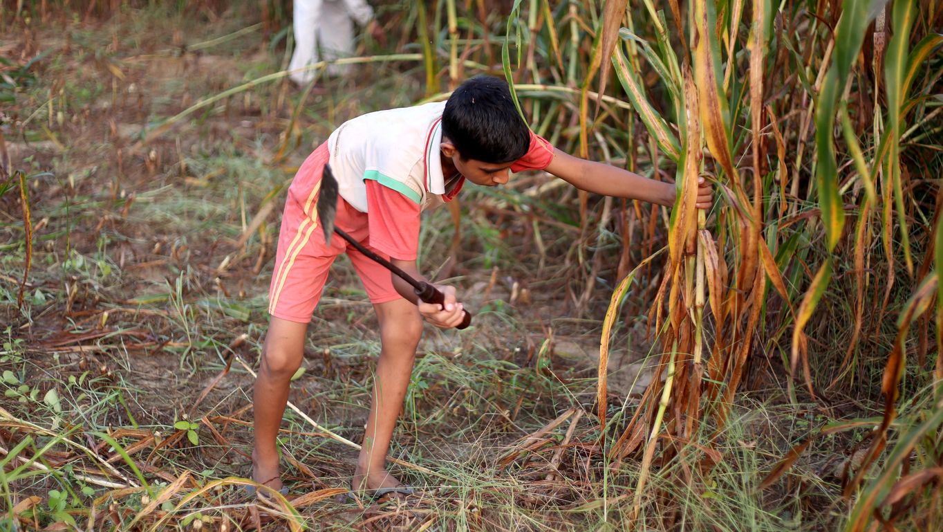 Los niños tienen derecho a vivir su infancia, a ir a la escuela y a no trabajar.