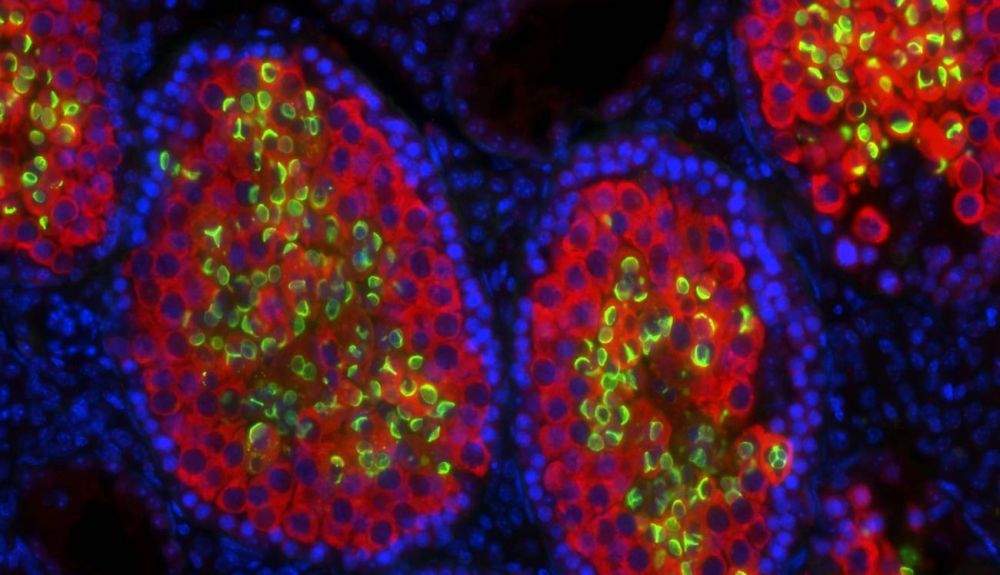 Sección de testículo del experimento con ratas, fotografiada al microscopio.