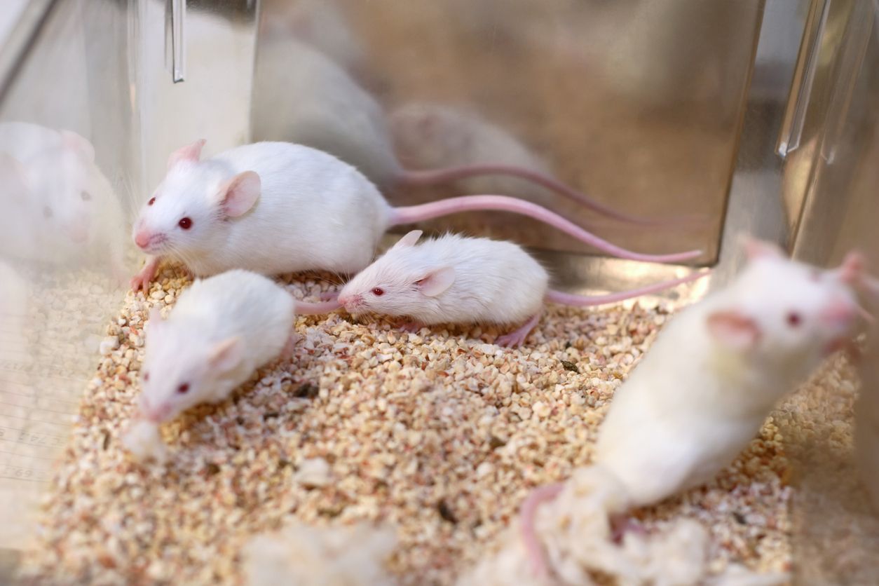 Los investigadores han generado espermatozoides de ratas dentro de ratones que son estériles.