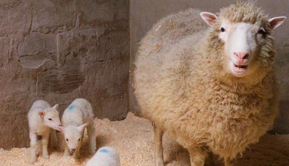 La oveja Dolly apareció en las noticias de todo el planeta. La oveja Dolly apareció en las noticias de todo el planeta.